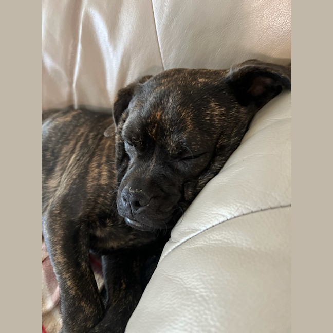 Photo of Biscuit And Oreo