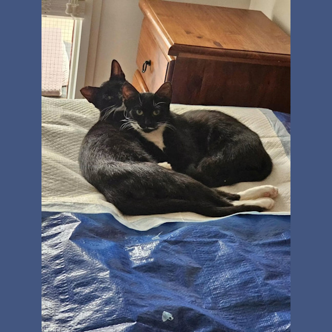 Photo of Pickletoes & Buttons