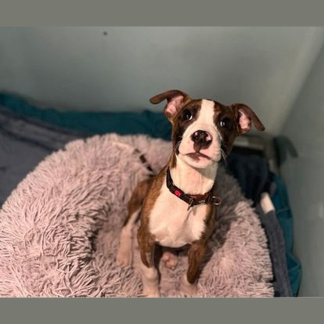 Photo of Lucky