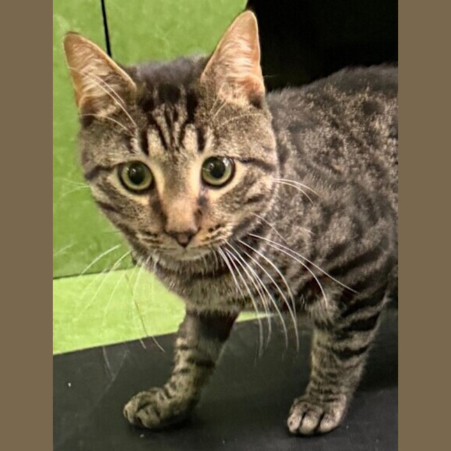 Photo of Hutch (Bonded With Starsky)