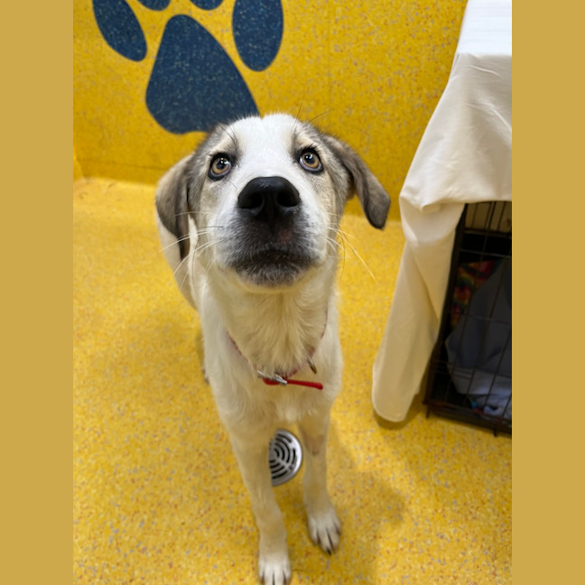 Photo of Fiddle