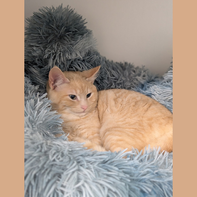 Photo of Cannoli