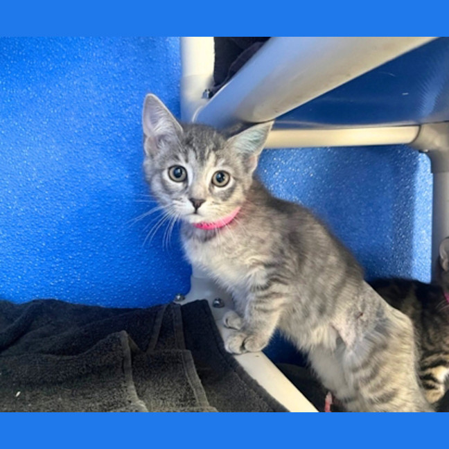 Photo of Kaya
