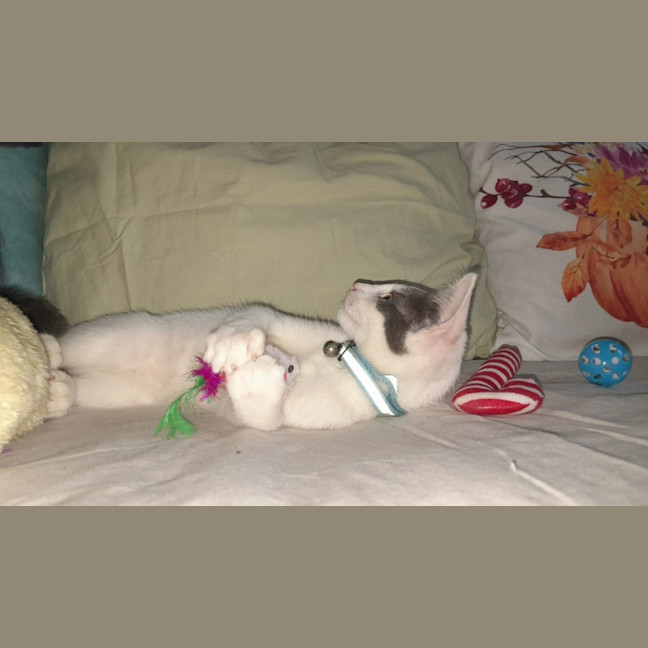 Photo of Loki
