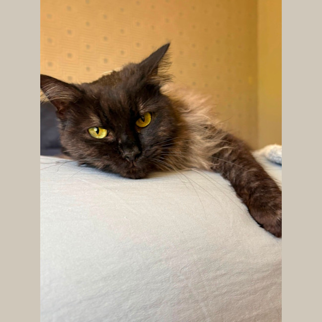 Photo of Banjo