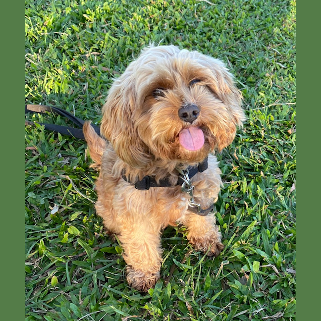 Photo of Sadie
