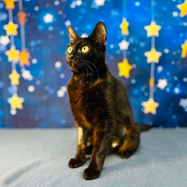 Photo of Mystica   Located In Preston 