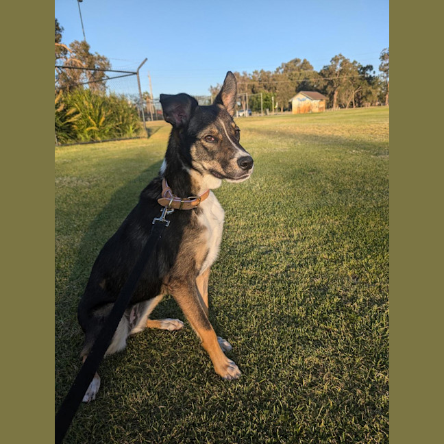 Photo of Pixie 