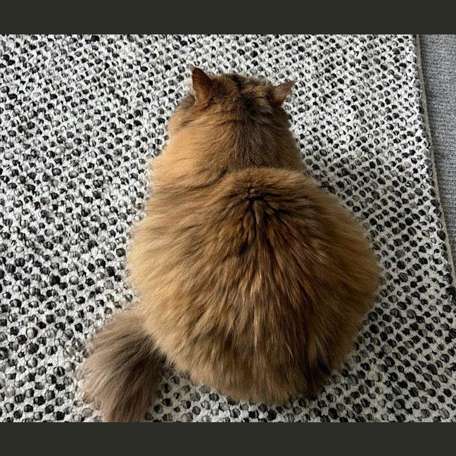 Photo of Jinx Rsua009776