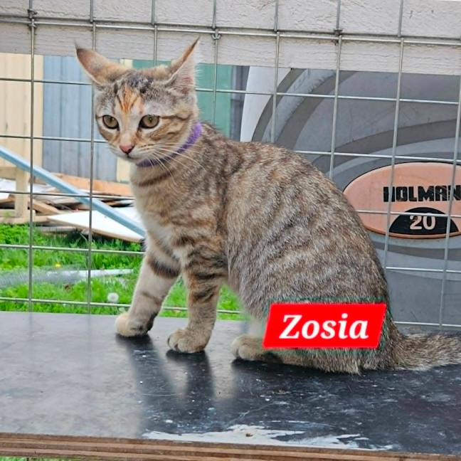 Photo of Zosia**2nd Chance Cat Rescue**