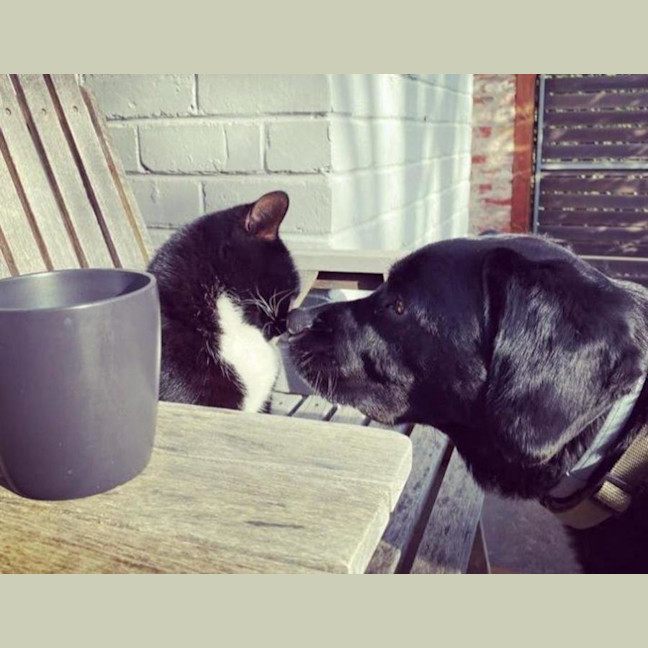 Photo of Tetley Valenti