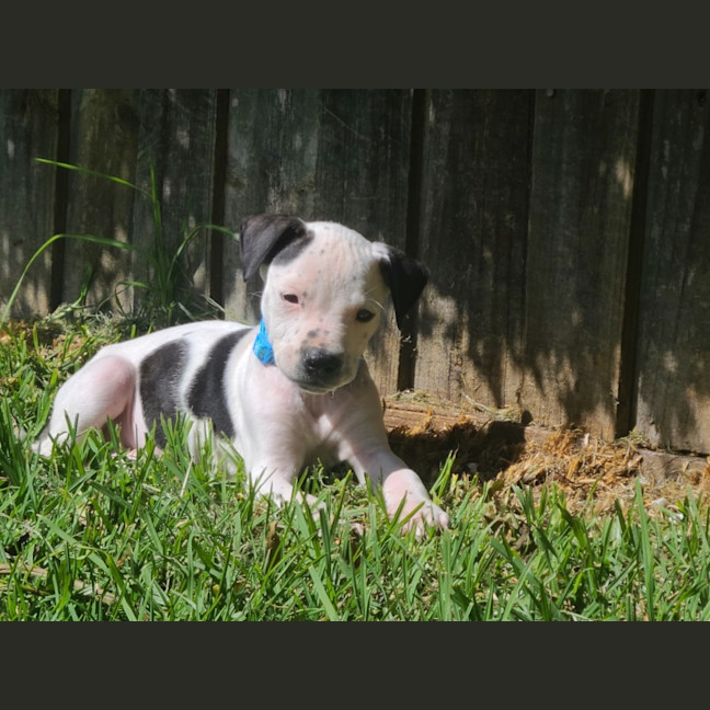 Photo of Kaitoa