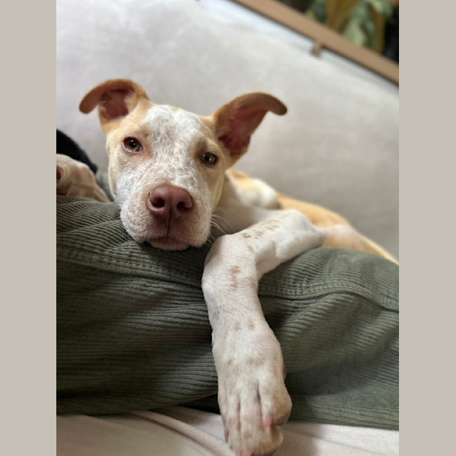 Photo of Sam
