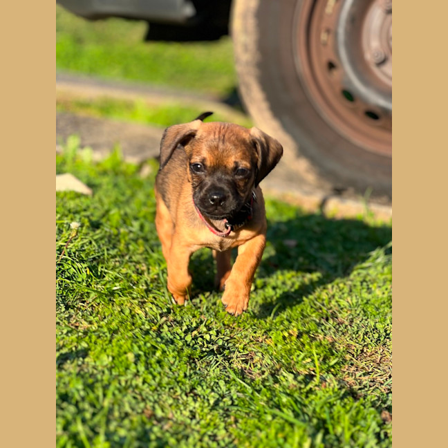 Photo of Boston   8 Week Old Dachshund X Pug