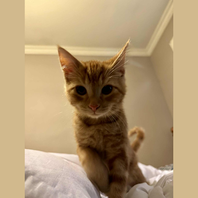 Photo of Charlie   Located In Preston