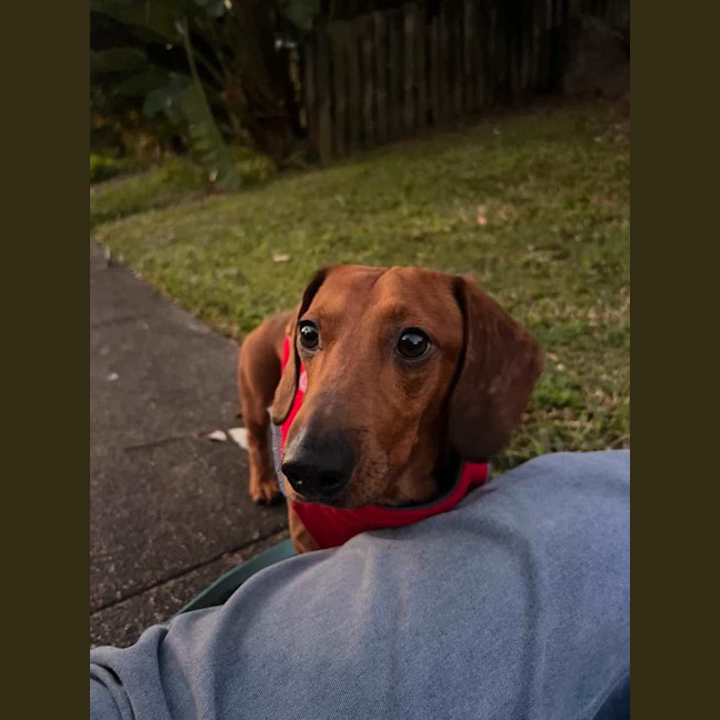 Photo of Fred   Handsome Almost 3yr Old Boy