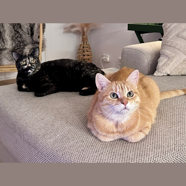 Photo of Ginger