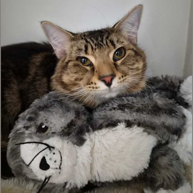 Photo of Simba