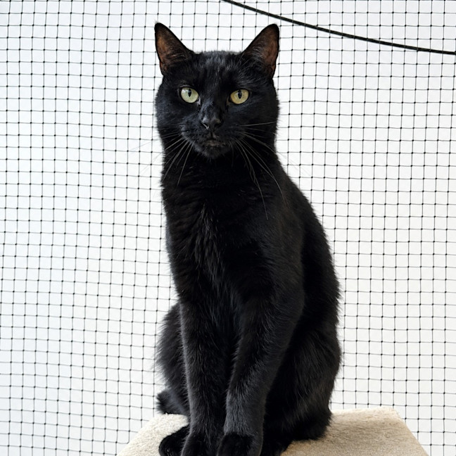 Photo of Binx