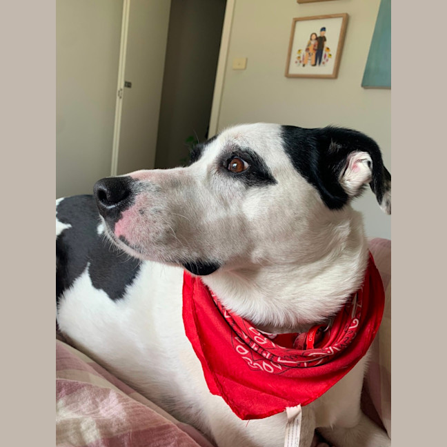 Photo of Sadie
