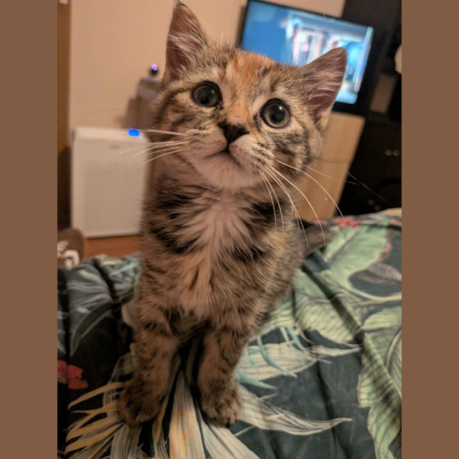 Photo of Kahea