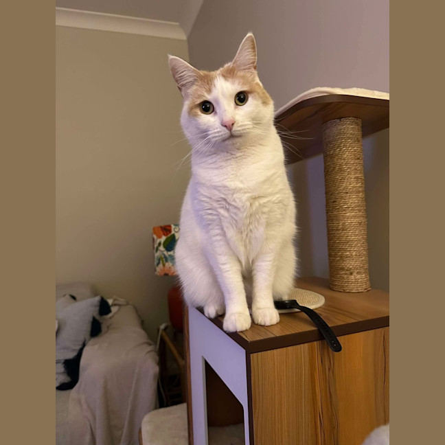Photo of Whisper (Assisted Rehoming)