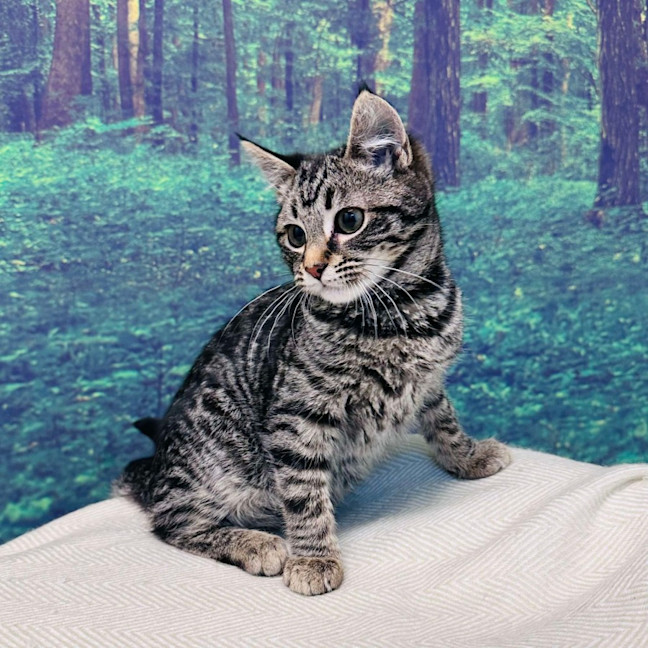 Photo of Bruce Lee   Located In Meadow Heights