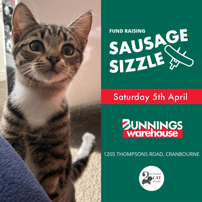 Photo of Matterhorn **2nd Chance Cat Rescue**