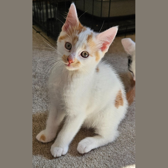 Photo of Pistachio