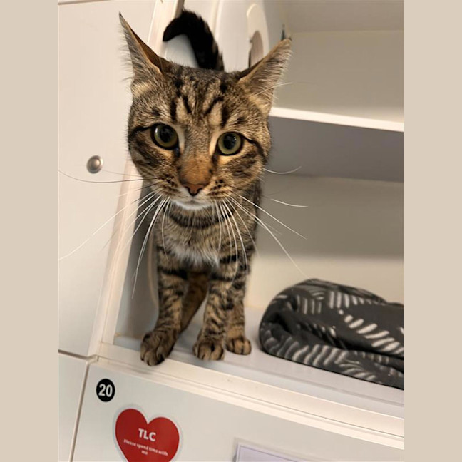 Photo of Merlin