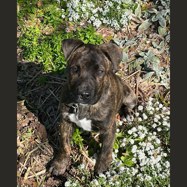 Photo of Alice   4 Month Old American Staffy X (Trial)