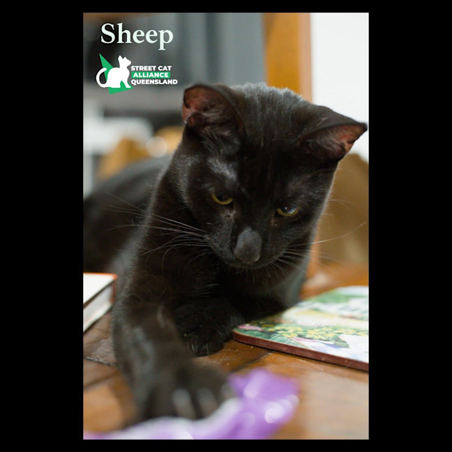 Photo of Sheep