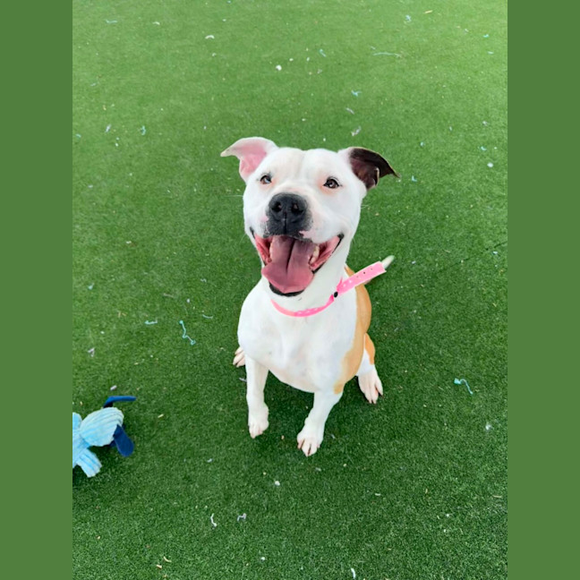 Photo of Delilah Imp 1564