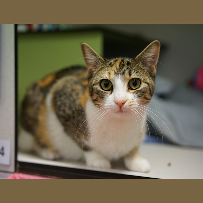Photo of Spook