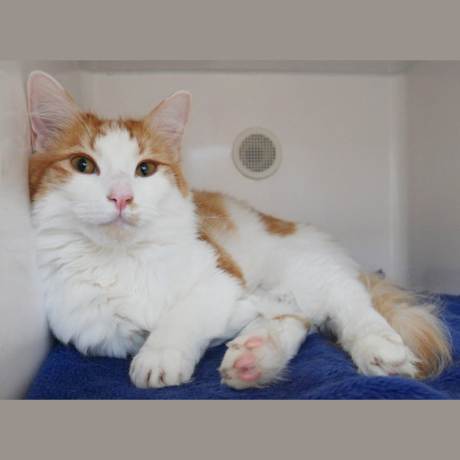 Photo of Ginger Sua015426