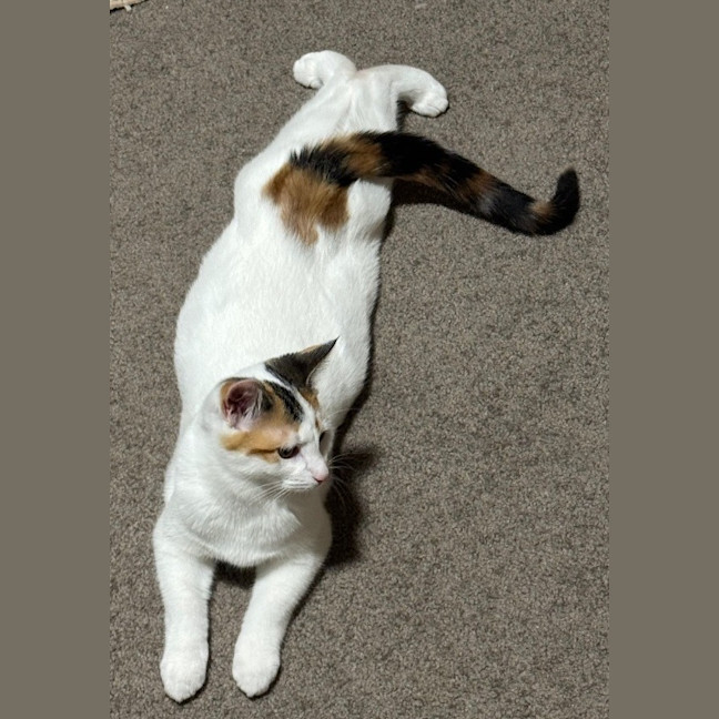 Photo of Rose