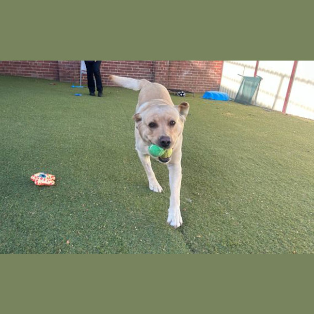 Photo of Yoyo