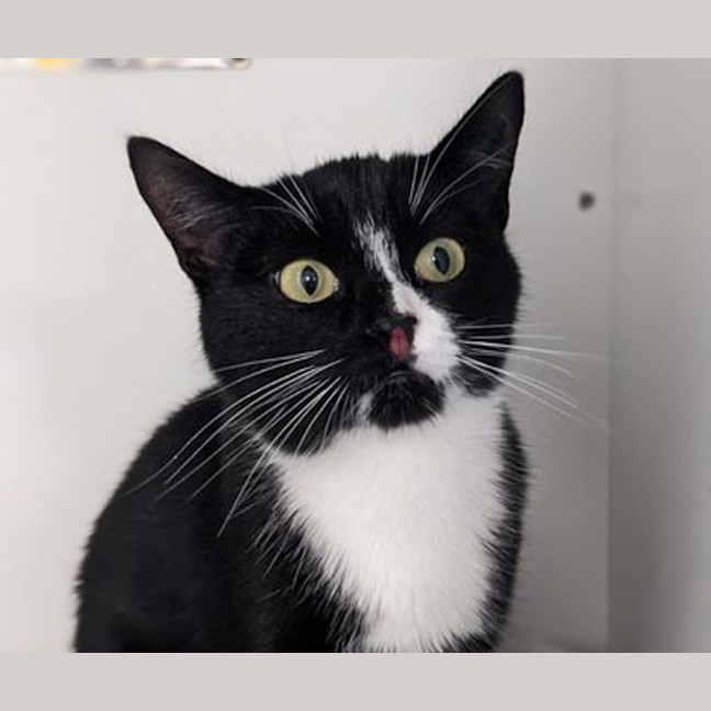 Photo of Luna