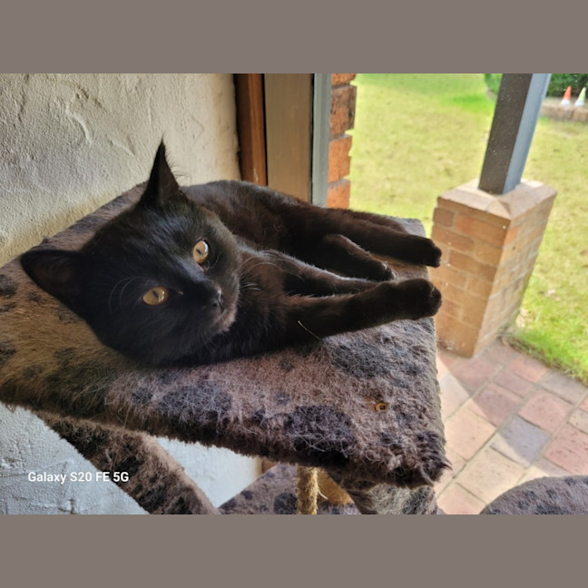 Photo of 🐈‍⬛ Franklin & Tessa ❤️