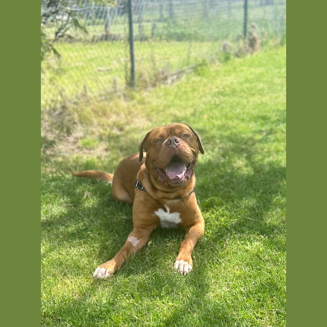 Photo of Apollo
