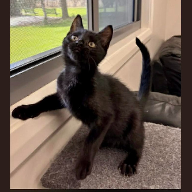 Photo of Crunchie