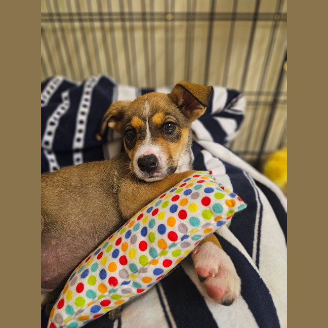 Photo of Baska   10 Week Old German Shepherd X