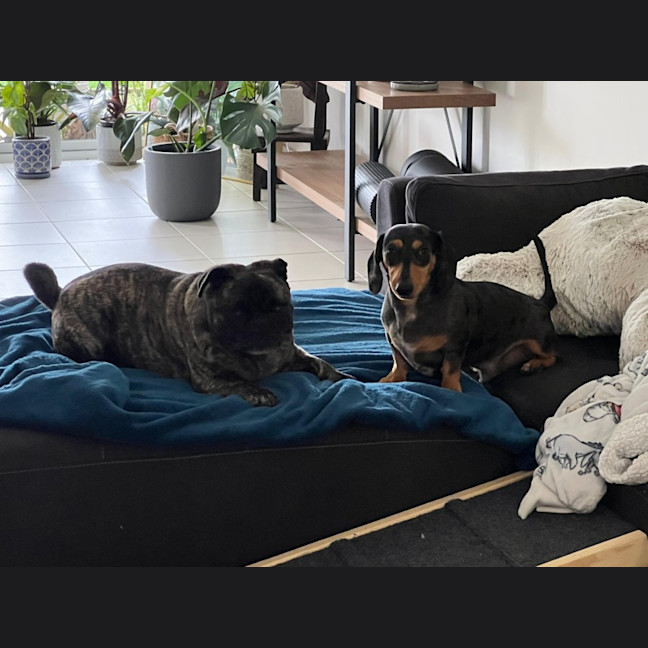 Photo of Morris   2 Year Old Dachshund 