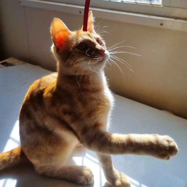 Photo of Cheerio