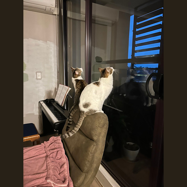 Photo of Pippy