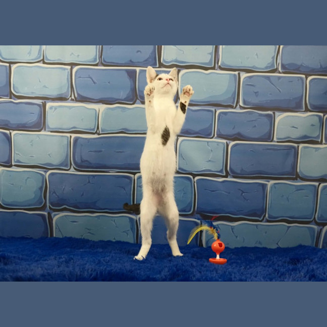 Photo of Dennis The Menace