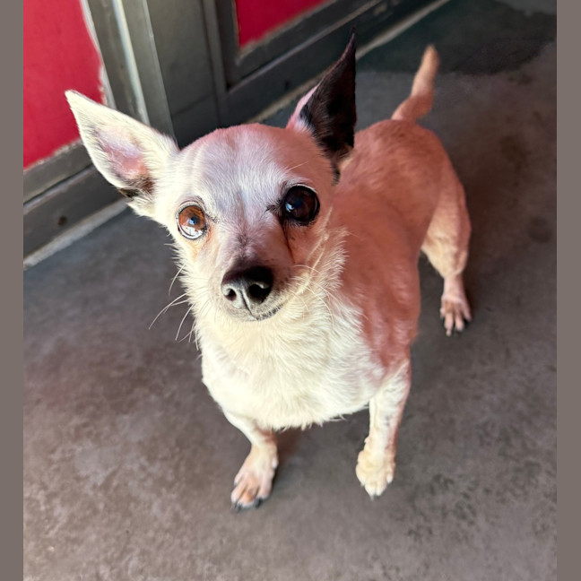 Photo of Tilly