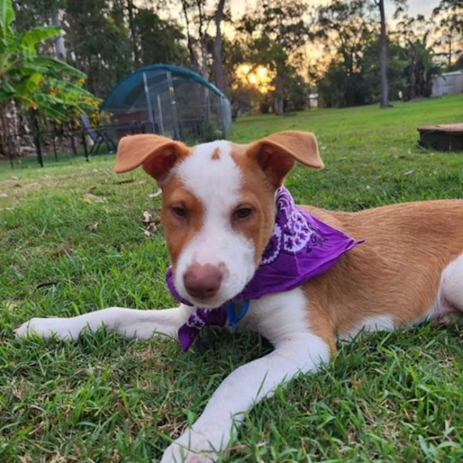Photo of Drover 