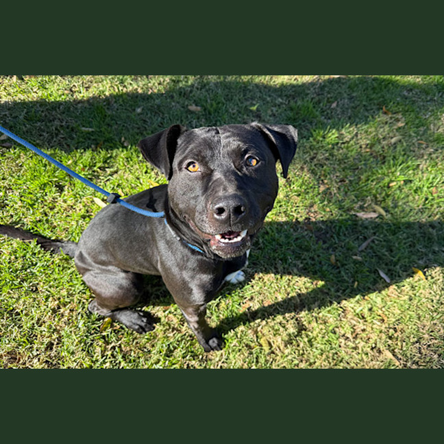 Photo of Hank