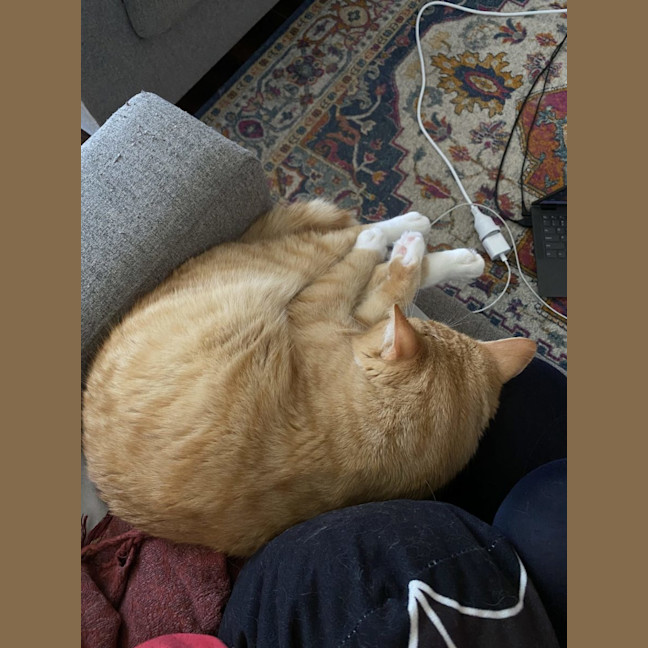 Photo of Pie   Special Needs